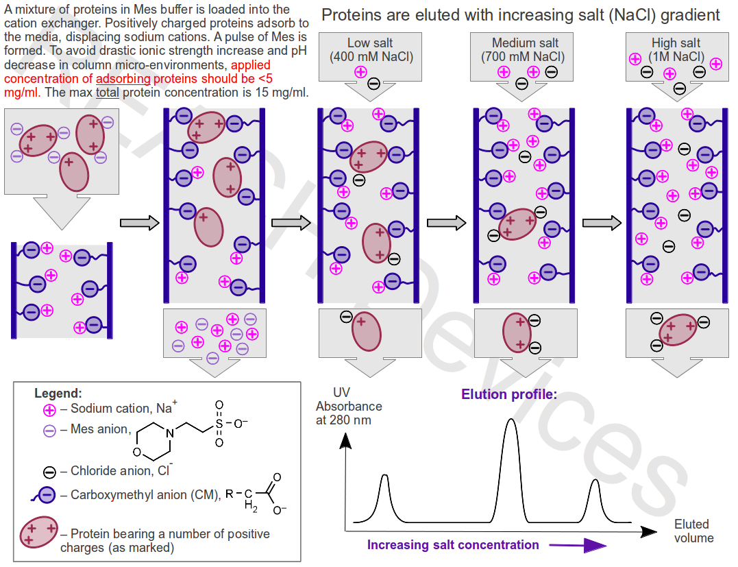 Principles of protein separation on ion exchange beads with gradient elution